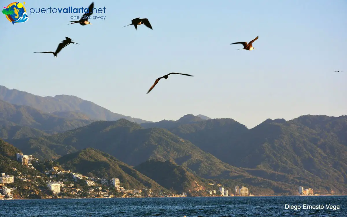 Puerto Vallarta hotel zone