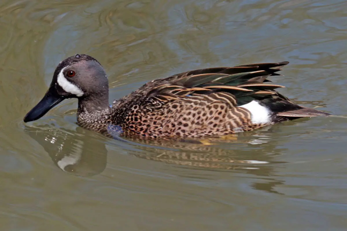 Blue-winged Teal / Cerceta Aliazul Anas discors