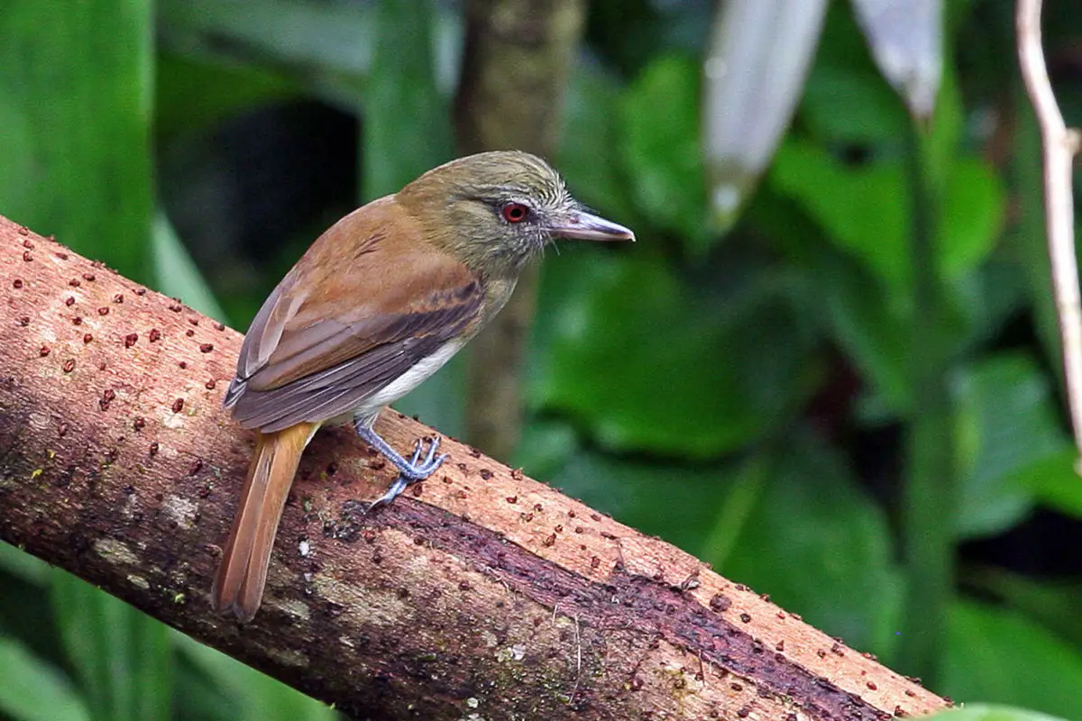 Bright-rumped Attila / Atila Attila spadiceus