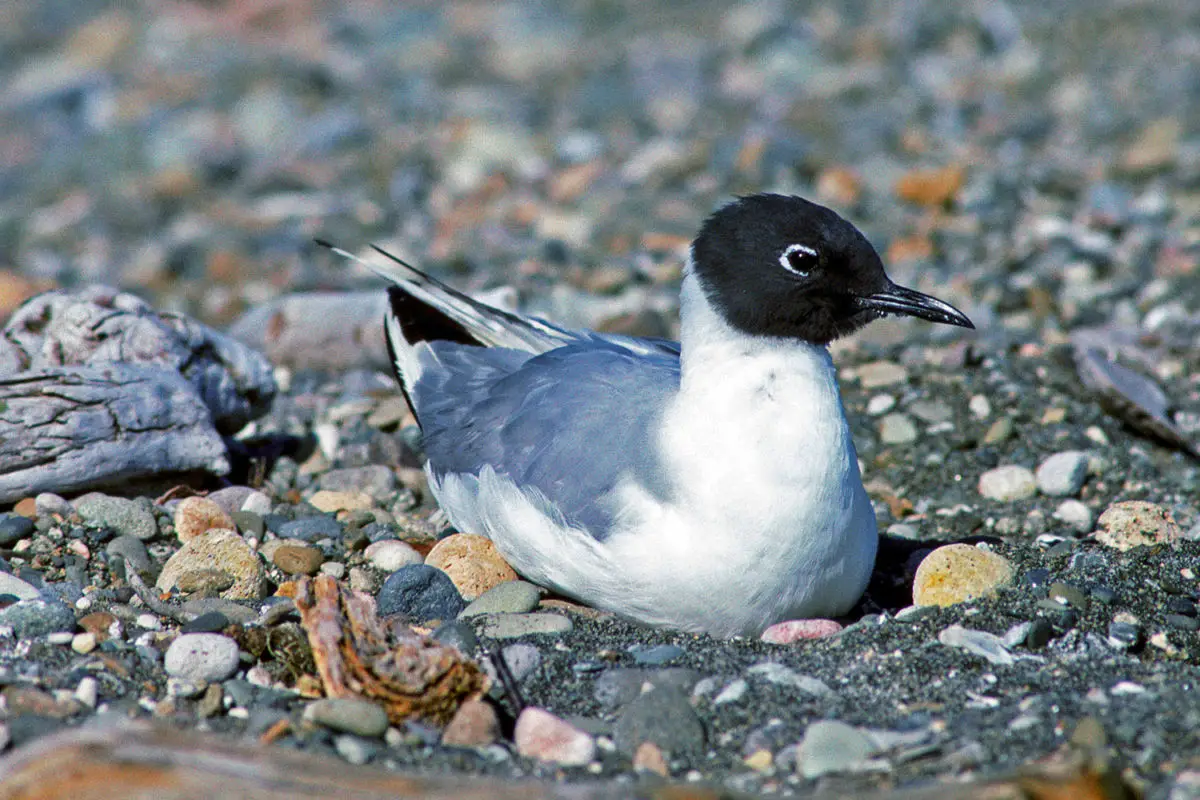 Bonaparte's Gull / Gaviota de Bonaparte Chroicocephalus philadelphia