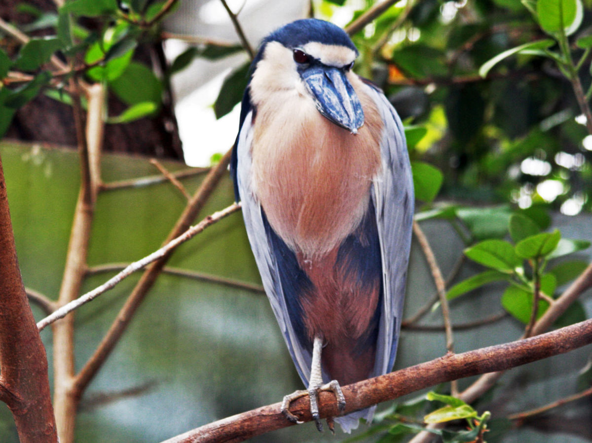 Boat Billed Heron / Garza Cucharón Cochlearius cochlearius