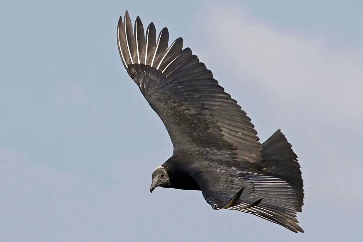 Black Vulture / Zopilote Negro Coragyps atratus