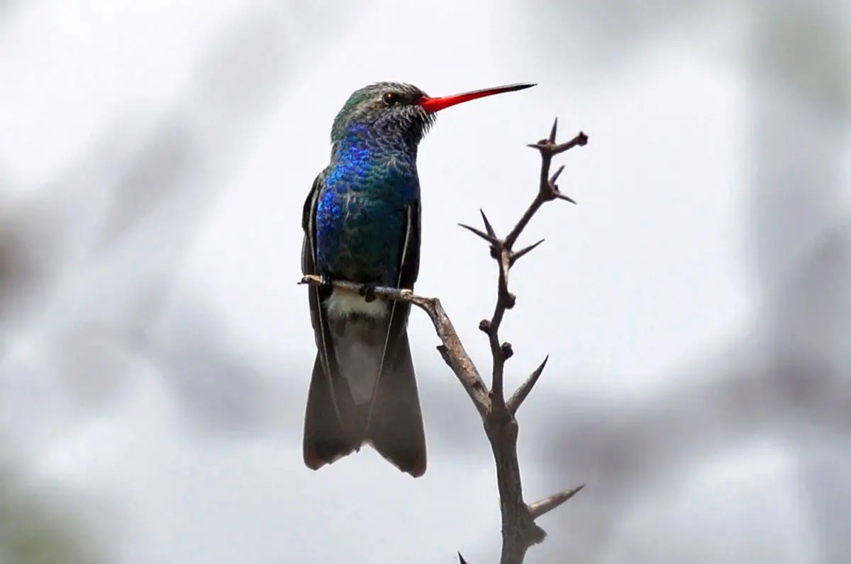 Broad-billed Hummingbird / Colibrí Pico Ancho Cynanthus latirostris