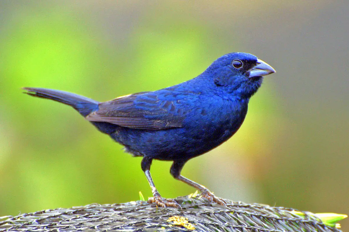 Blue-black Grassquit / Semillero Brincador Volatinia jacarina