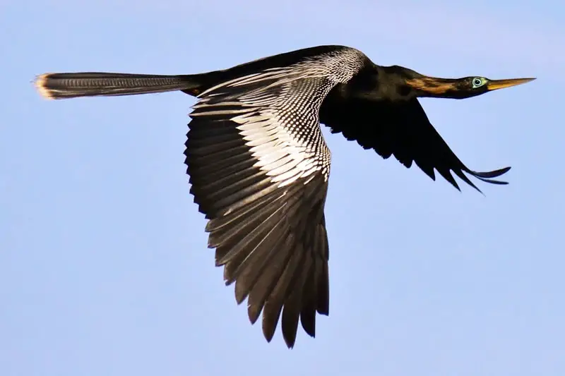 Anhinga / Pato Aguja o Aning Anhinga anhinga