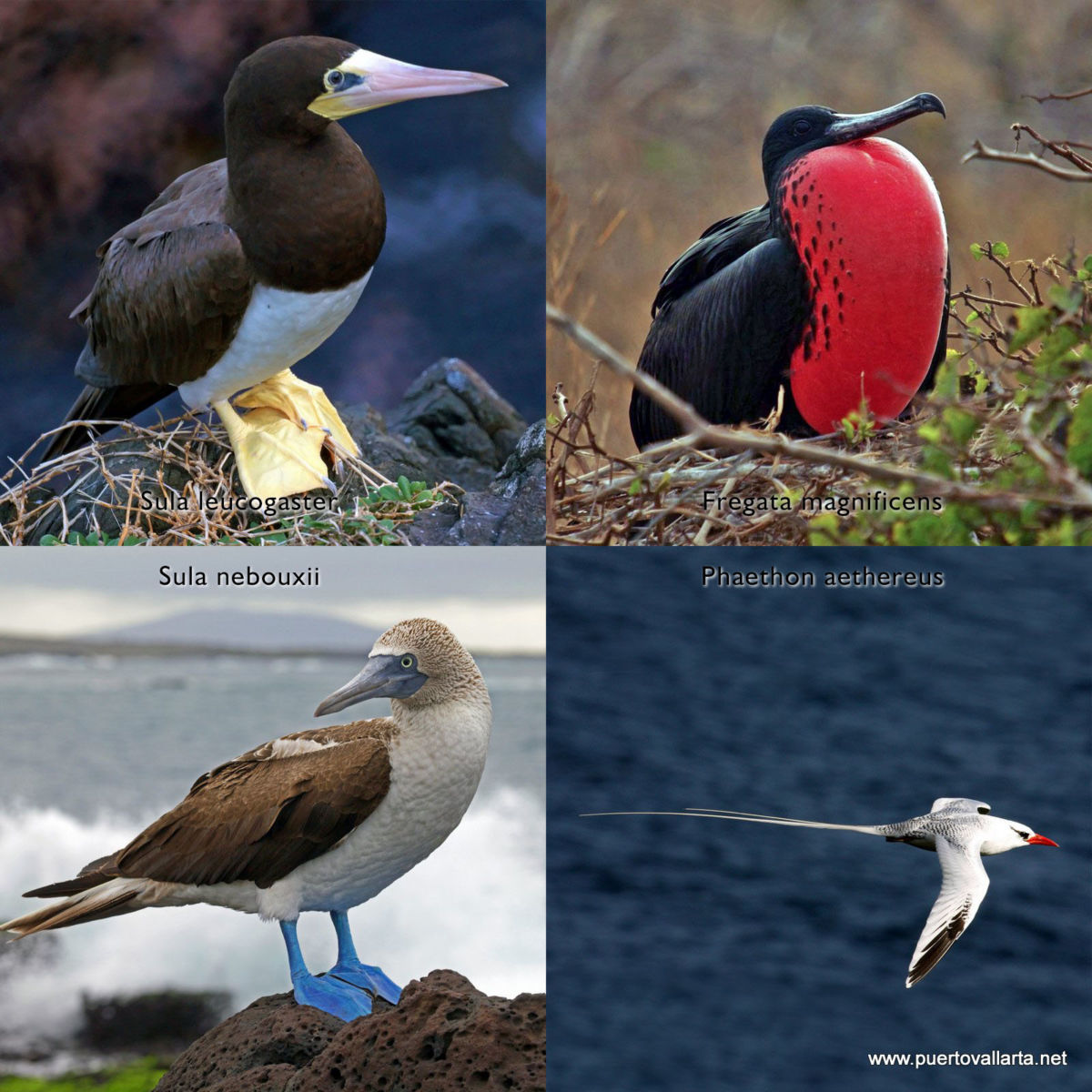 Four important bird species that live on the Marietas islands