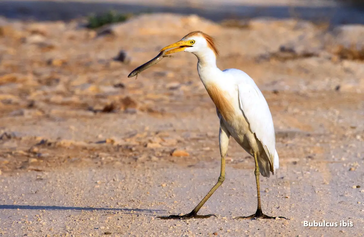 Bubulcus ibis