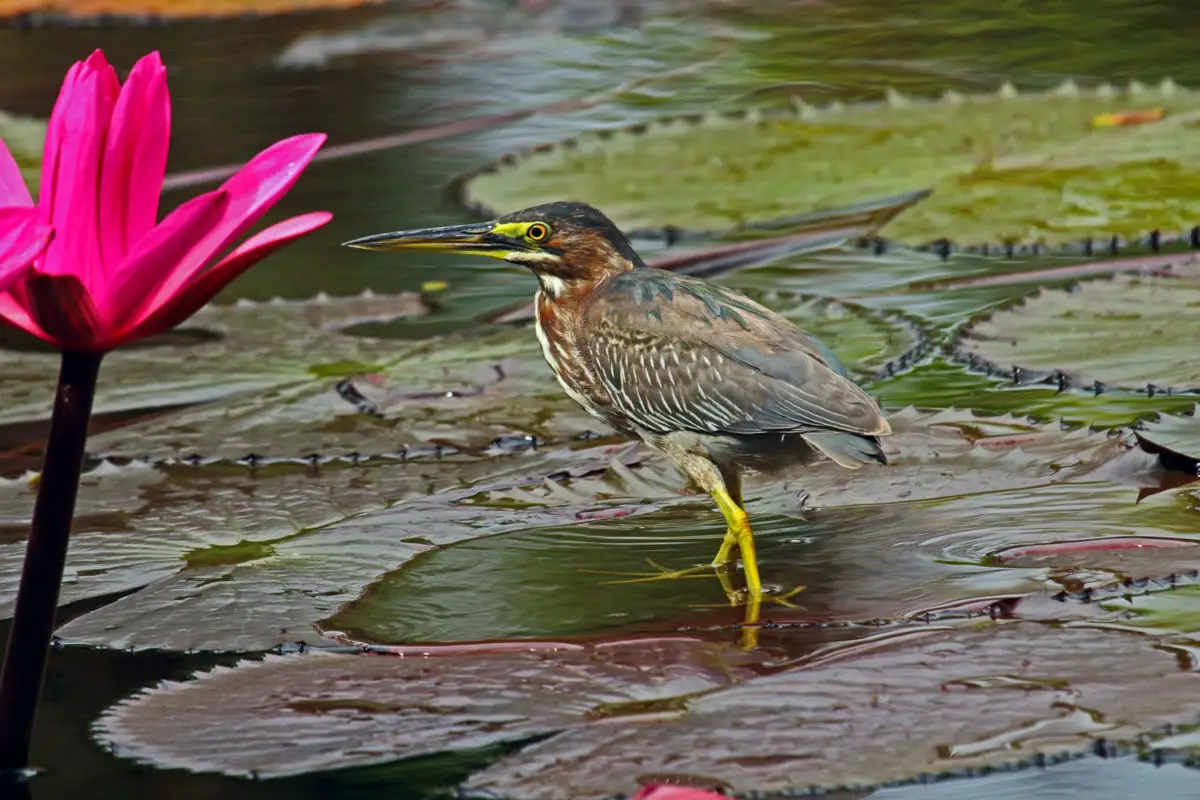 Green-backed (Green) Heron / Garcilla Verde Butorides virescens