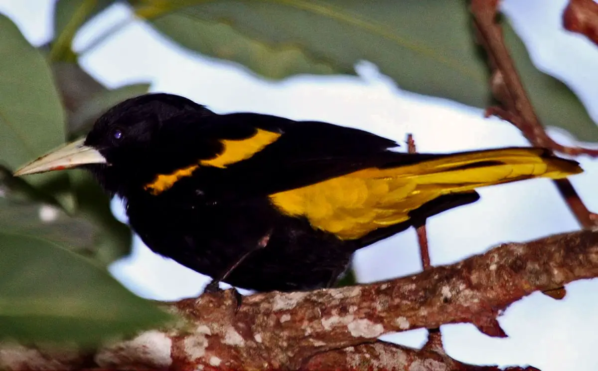 Yellow-winged Cacique Cacicus melanicterus