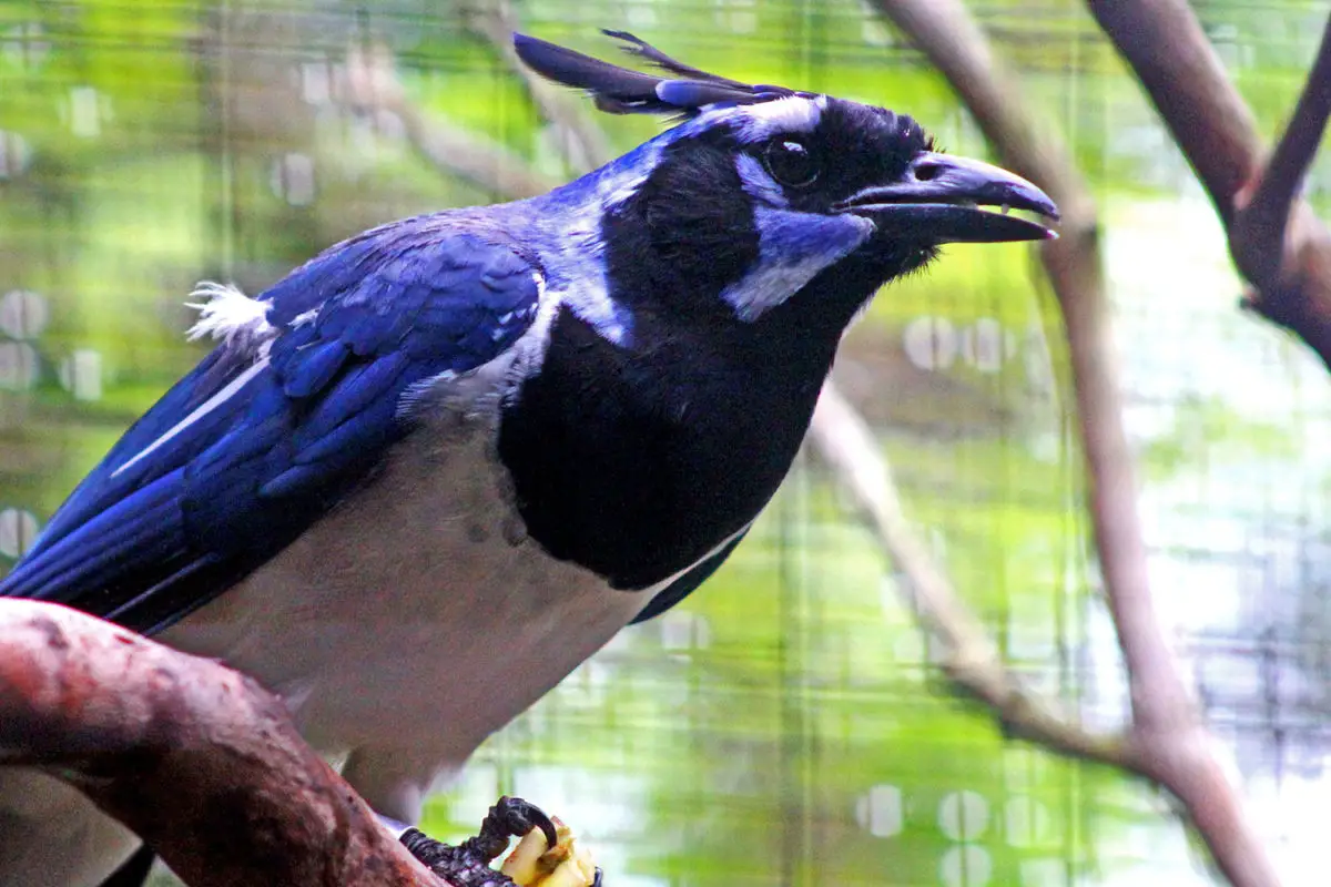 Black-throated Magpie Jay / Urraca Hermosa Cara Negra Callocita colliei