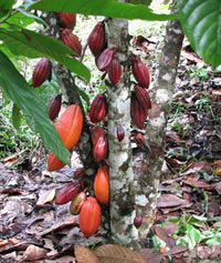 Cacao Chocolate