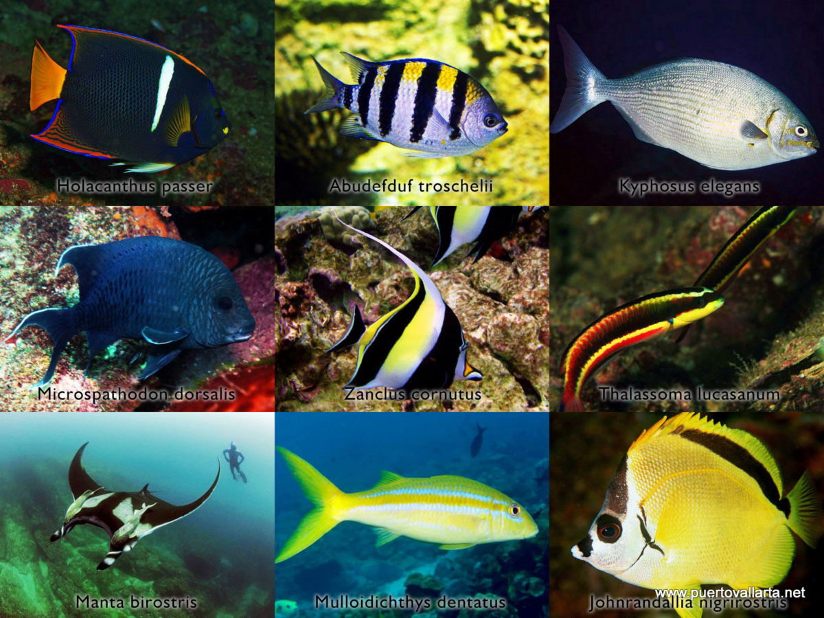 Coral reef fish, Marietas Islands and Los Arcos