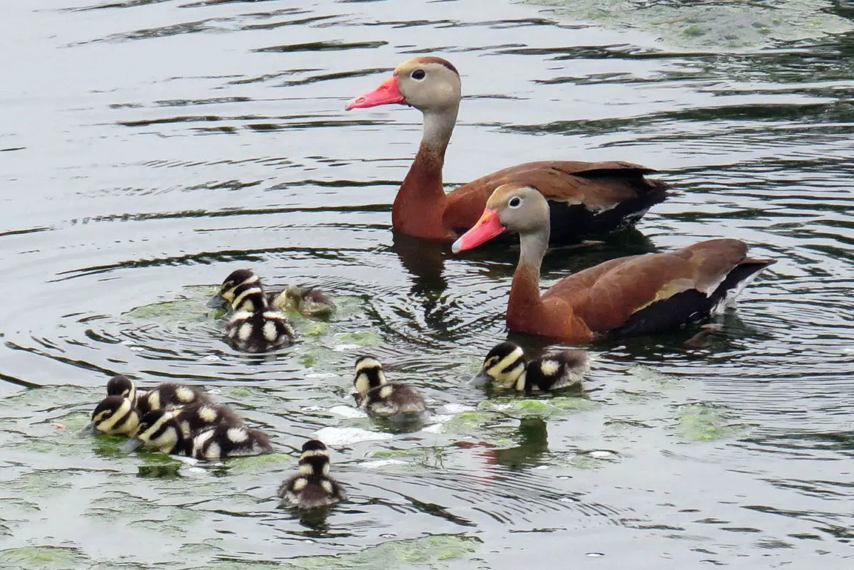 Black-bellied Whistling Duck / Pijiji Albiblanco (Dendrocygna autumnalis)