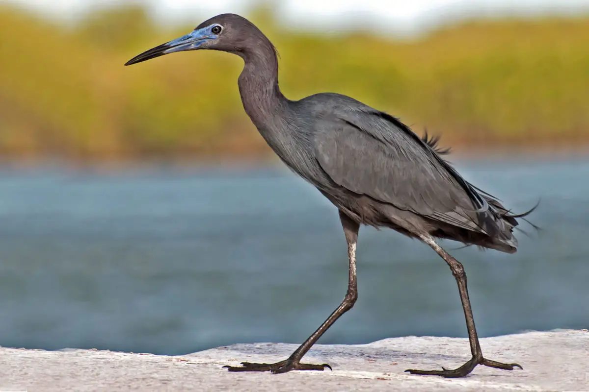 Little Blue Heron / Garceta Azul Egretta caerulea