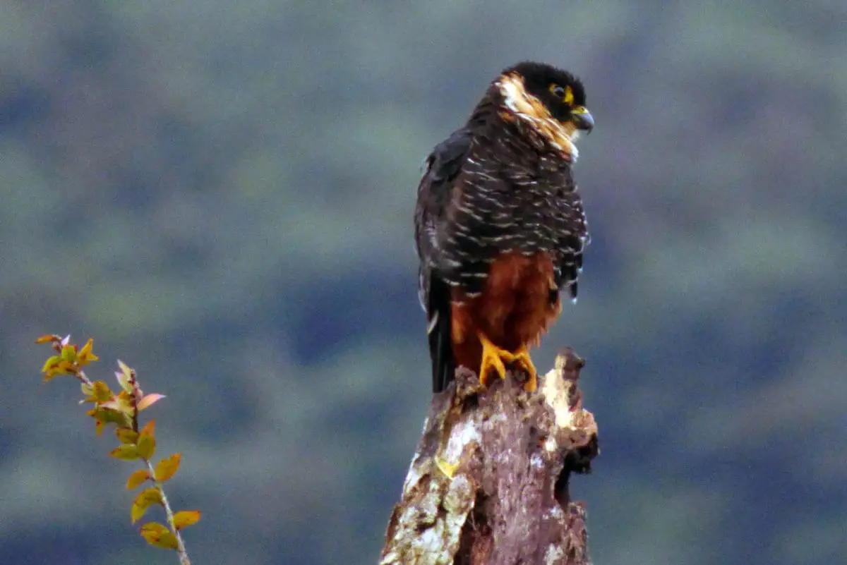 Bat Falcon / Halcón Murcielaguero (Falco rufigularis)