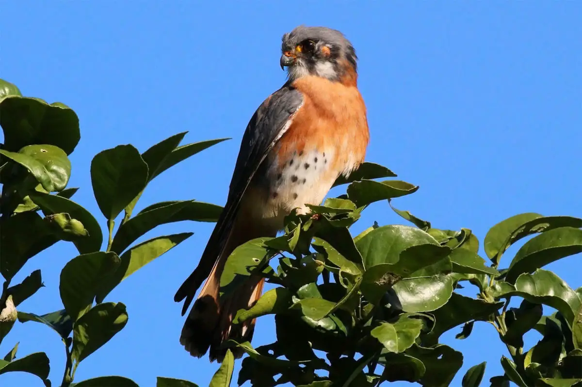 American Kestrel / Cernícalo Americano (Falco sparverius)