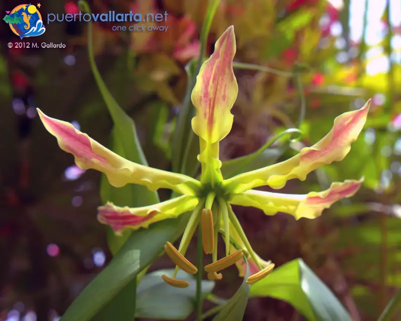 Beautiful flowers in Vallarta Botanical Gardens