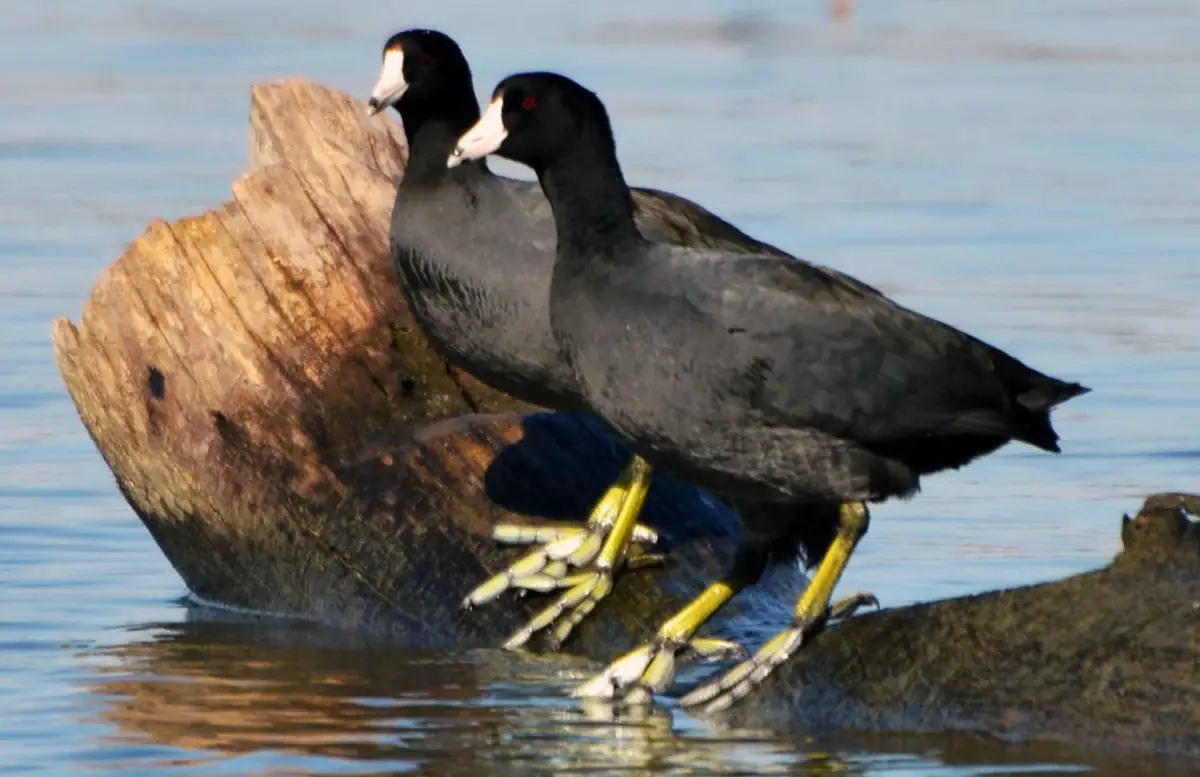 American Coot / Gallareta Americana (Fulica americana)