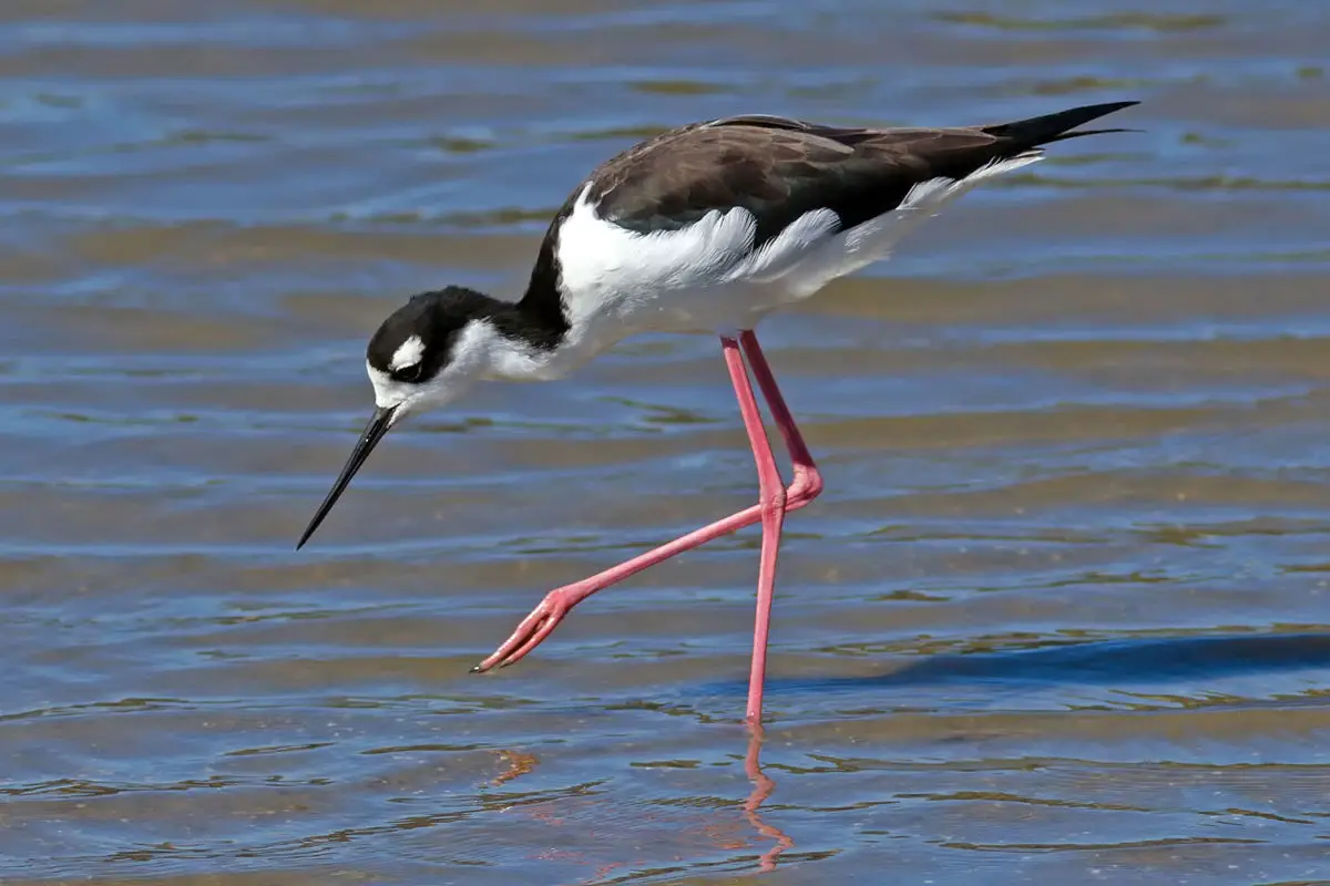 Black-necked Stilt / Candelero Americano Himantopus mexicanus