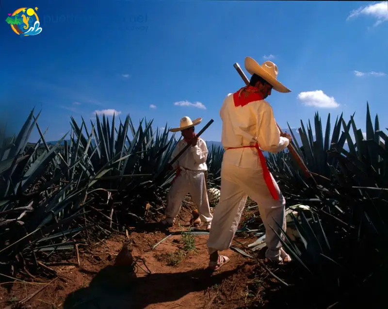 Harvesting the Blue Agave, Tequila, Jalisco, Mexico