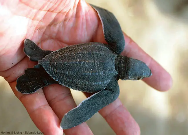 Leatherback sea turtle baby from above