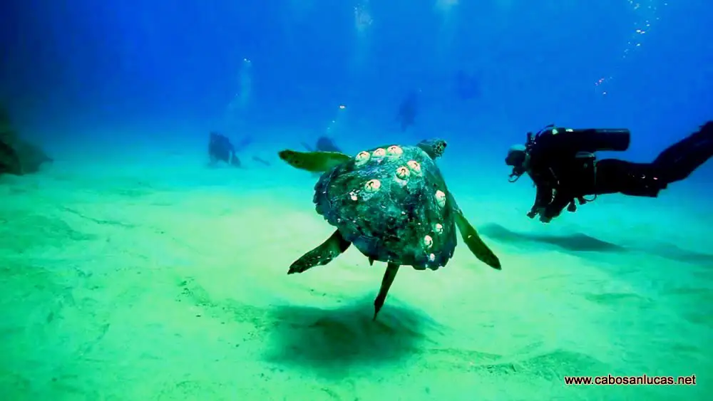 Tortuga Marina bajo el agua