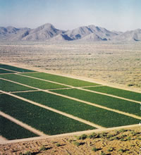 Mexican Vineyards