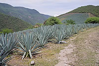 Campos de agave