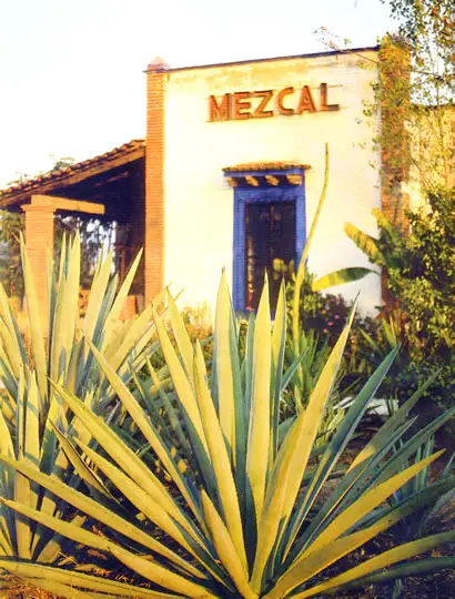 El Mezcal y el Tequila, los licores mexicanos más conocidos