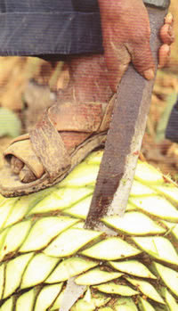 Jima del agave, al cosechar se le quitan las hojas