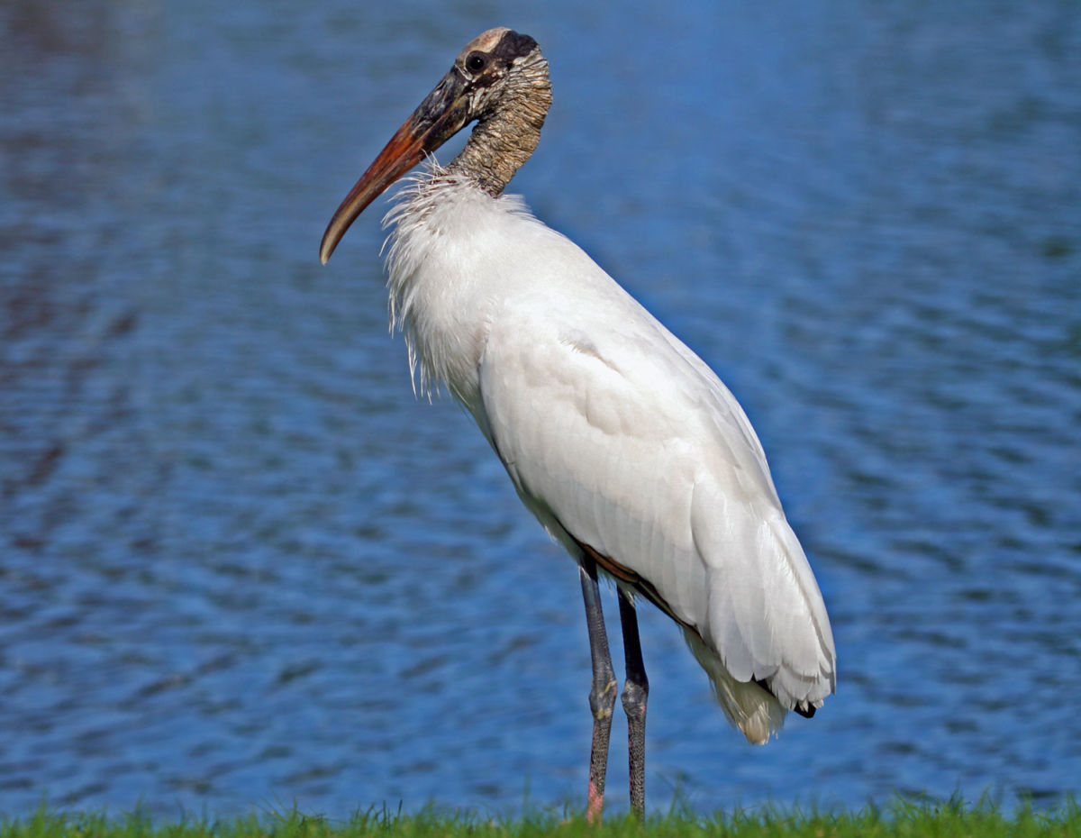 Wood Stork / Cigueñón Mycteria americana