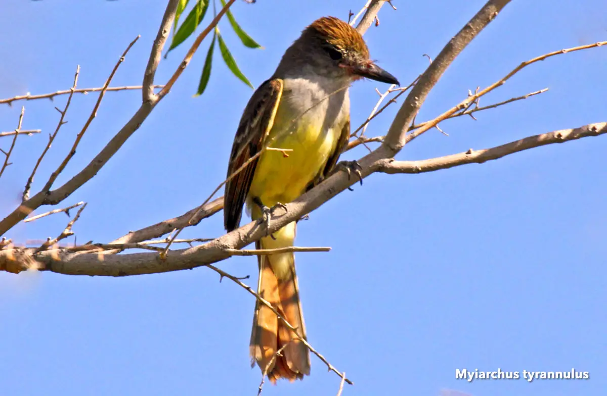 Myiarchus tyrannulus