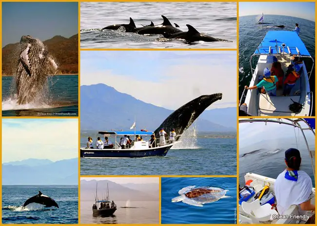 Ocean Friendly Whale Watching Tours