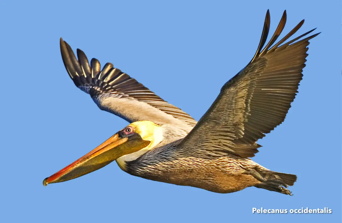 Pelecanus occidentalis