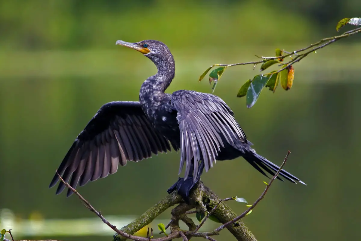 Cormorán Neotropical Phalacrocorax olivaceus