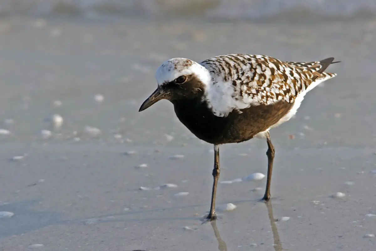 Black-bellied Plover / Chorlo Gris (Pluvialis squatarola)