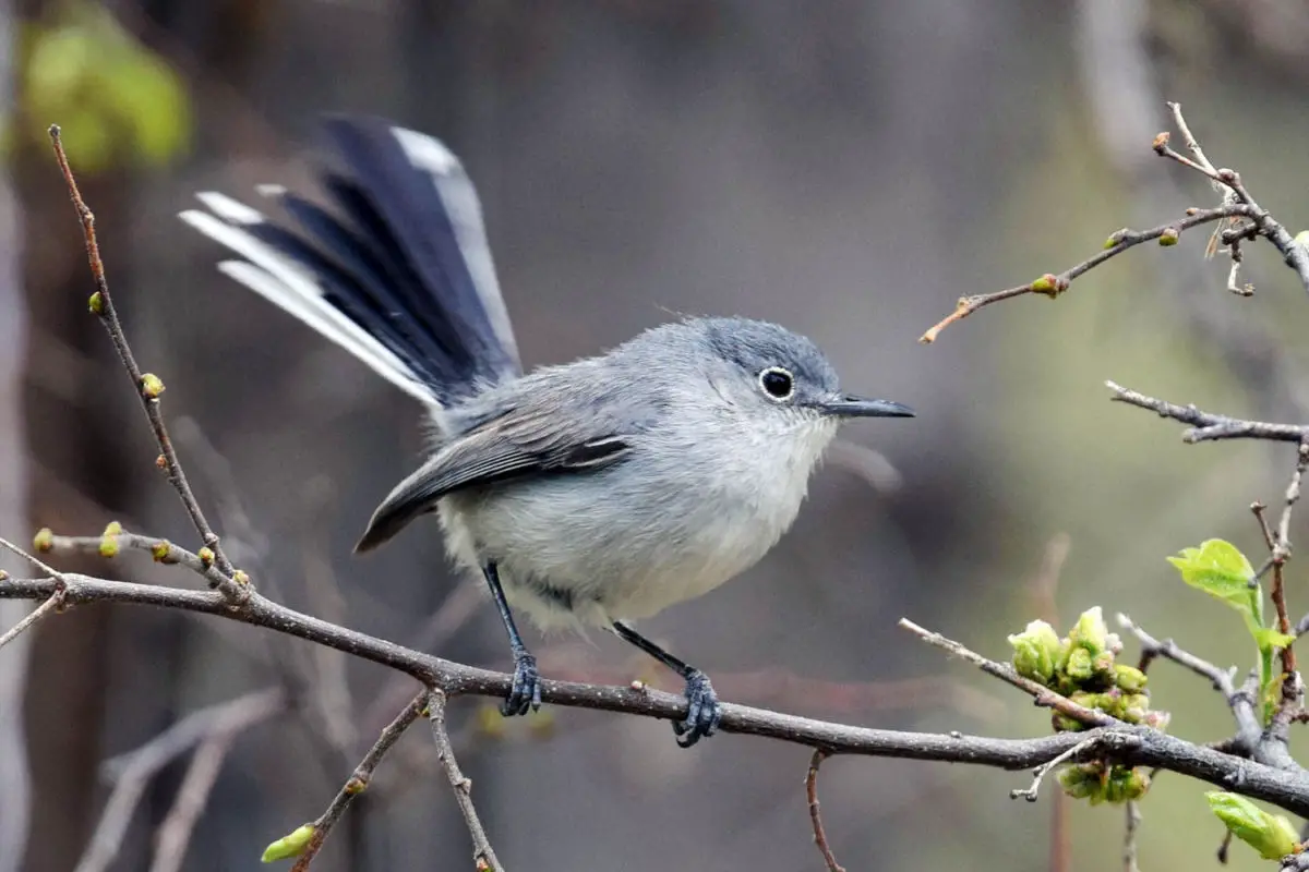 Black-capped Gnatcatcher / Perlita Sinaloense (Polioptila nigriceps)