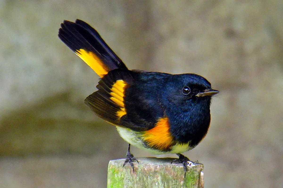 American Redstart / Chipe Flameanta (Setophaga ruticilla)