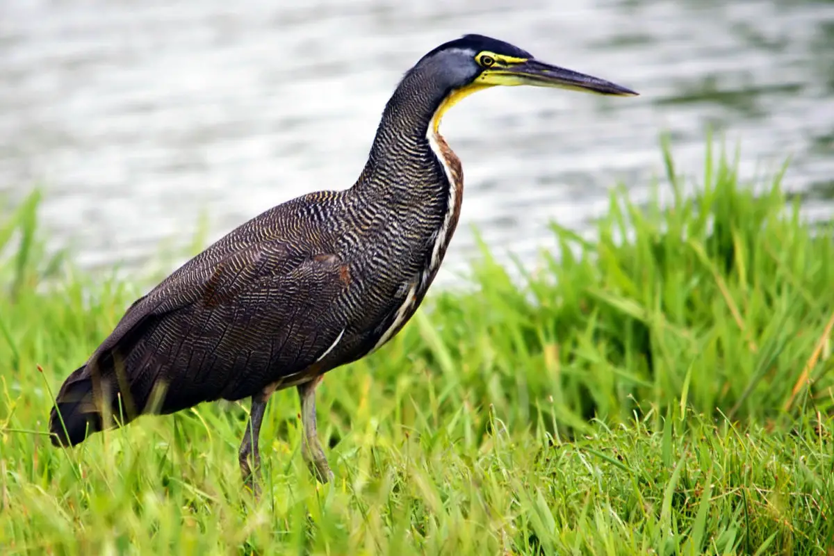 Bare-throated Tiger Heron / Garza Tigre Mexicana (Tigrisoma mexicanum)