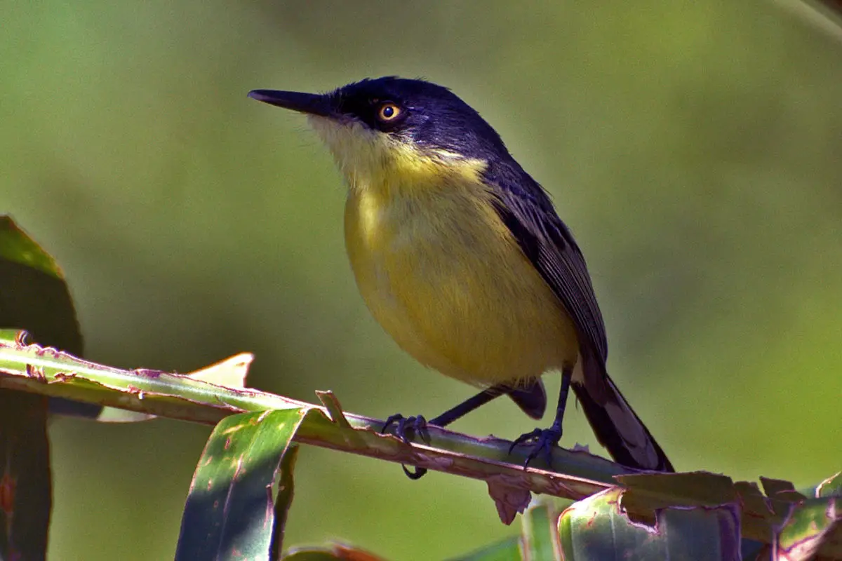 Common Tody-Flycatcher / Espatulil Común Todirostrum cinereum