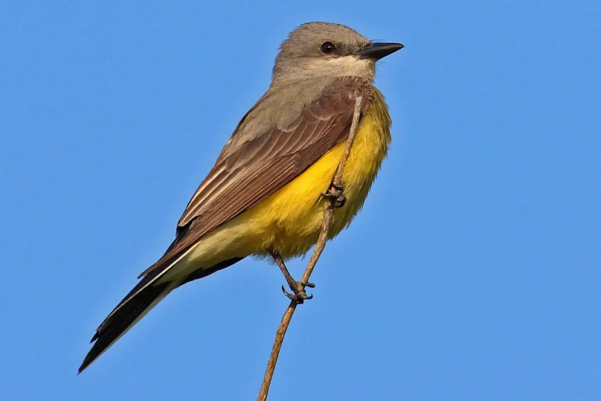 Western Kingbird / Tirano Occidental Tyrannus verticalis