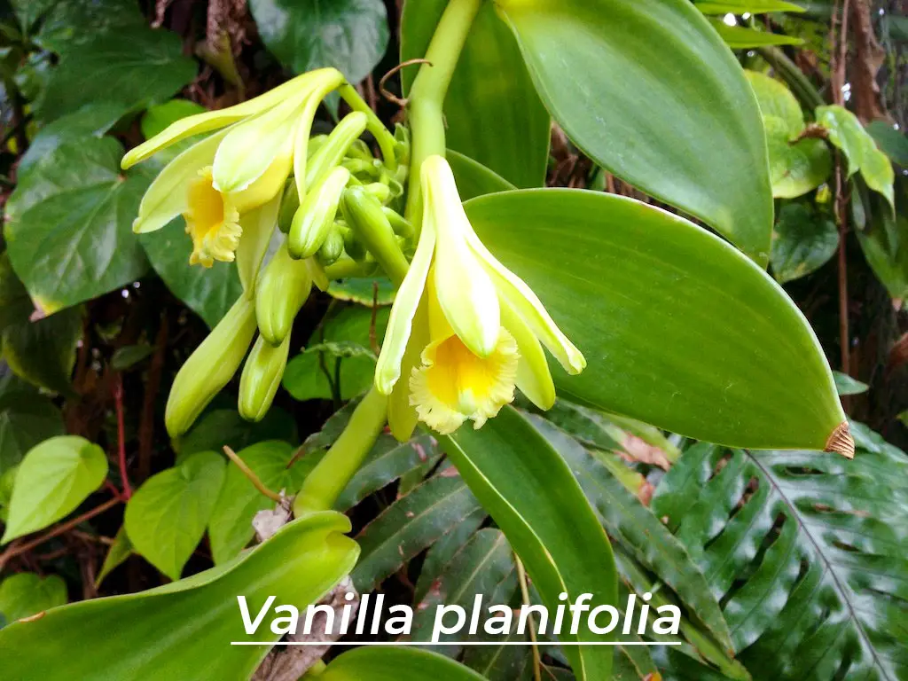 Vanilla Flower (Orchid)