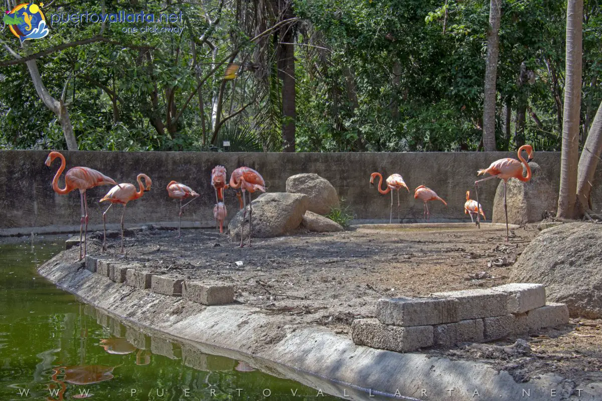 Flamingos en el Vallarta Zoo