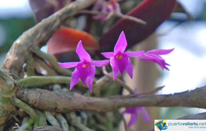 Jardines Botánicos de Vallarta orquideas