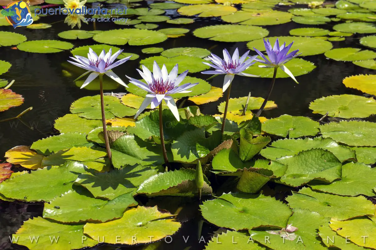 Water lilies, Vallarta Botanical Gardens