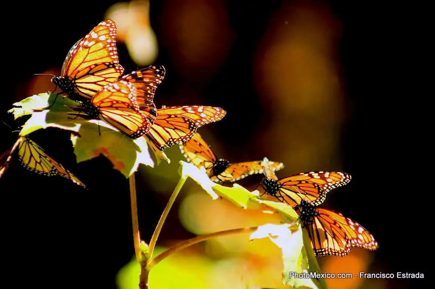 Mariposas monarca en México