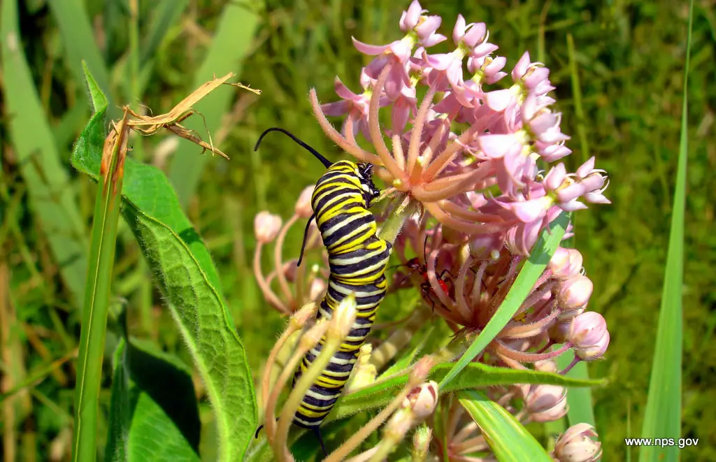 Larva de la monarca y algodoncillo (Asclepias incarnata)