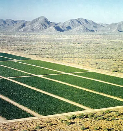 Mexican Vineyards