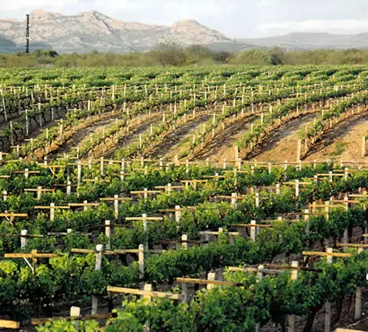 Mexican Vineyards