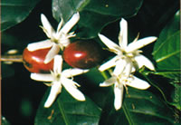 Coffee plant flowers and berries